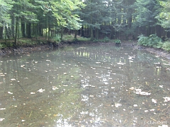 Un petit étang au milieu de la forêt
